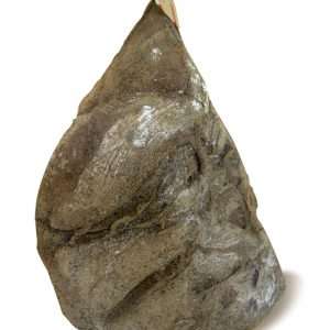 Spalla disossata (3,5 Kg c.a)